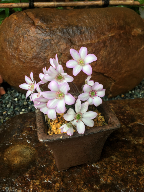 作品集・葉月園